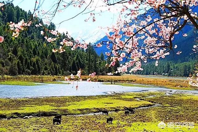 清明祭祖，是我們民族傳統(tǒng)，它的意義何在？